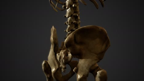 bones-of-the-Human-skeleton
